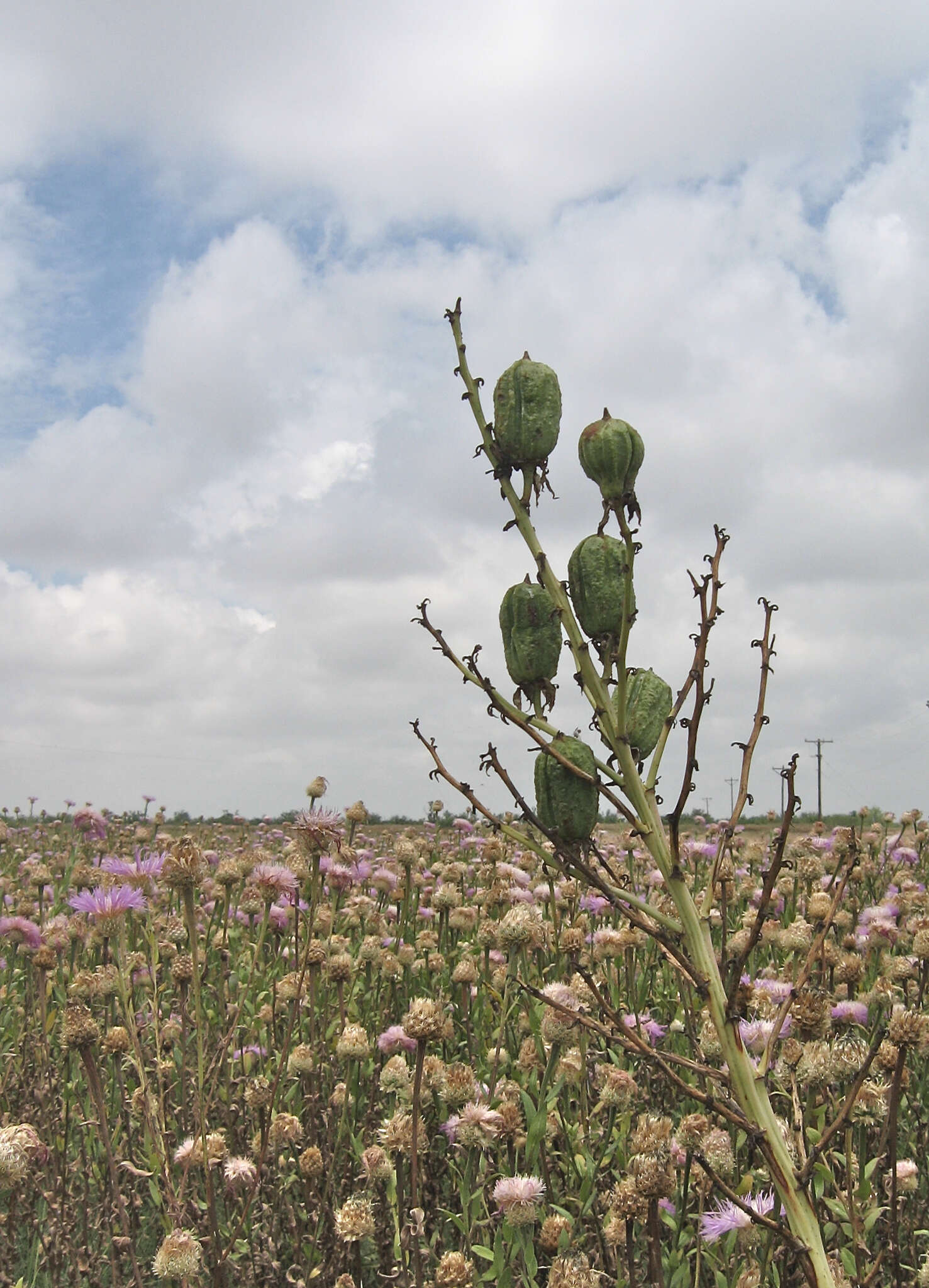 Image of plains yucca