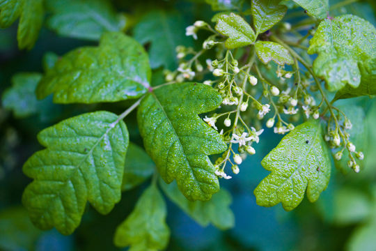 Image of Pacific poison oak