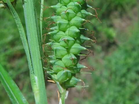 Image of cypress swamp sedge