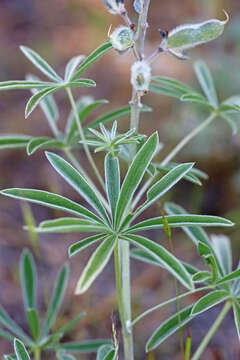 صورة Lupinus argenteus var. argenteus