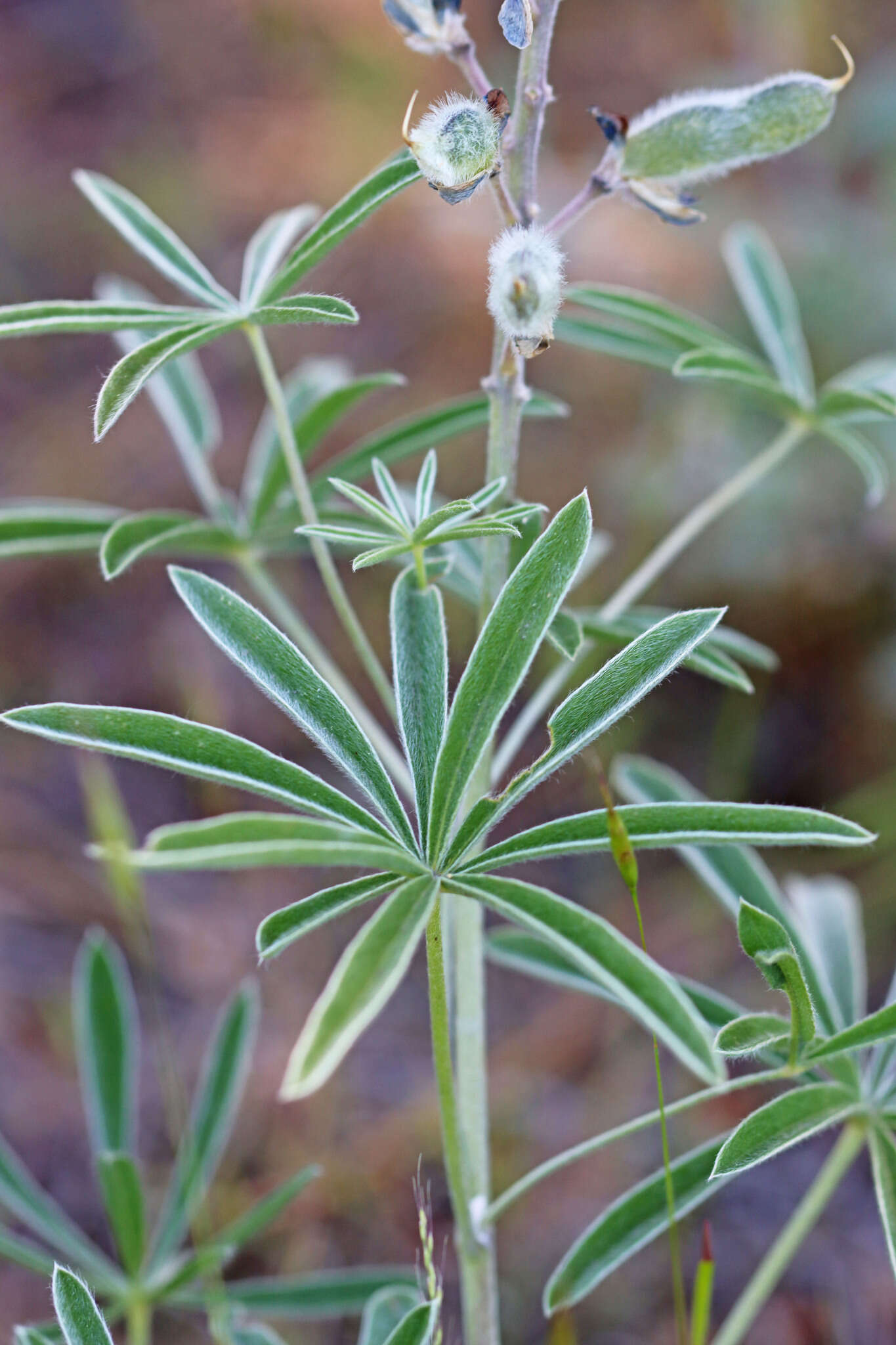 Imagem de Lupinus argenteus var. argenteus