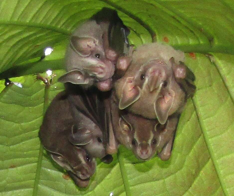 Image of Gervais's fruit-eating bat