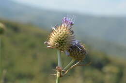 Image de Dipsacus azureus Schrenk