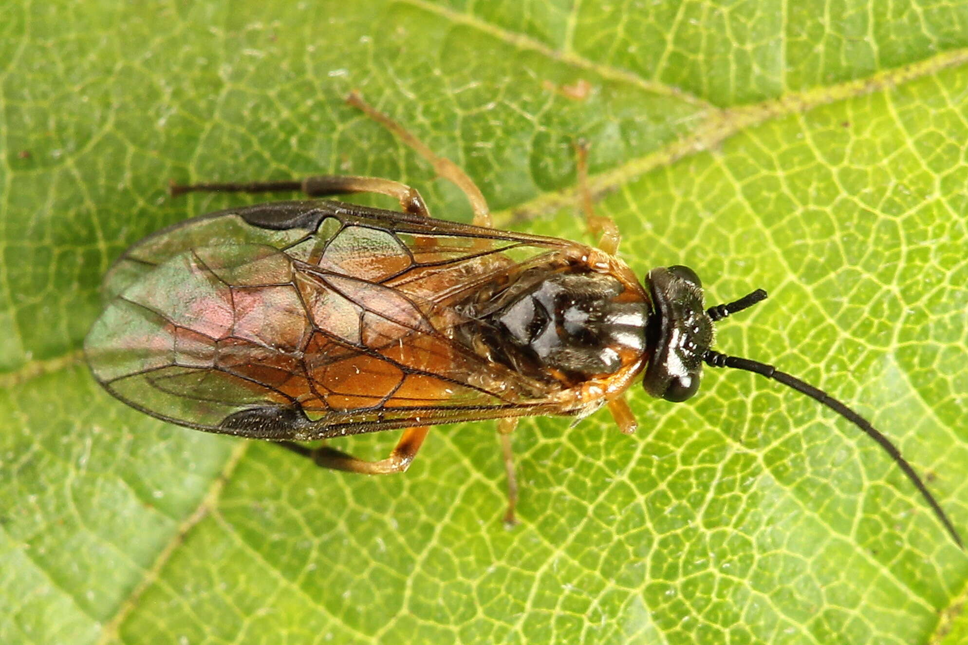 Image of <i>Nematus umbratus</i>