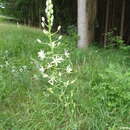 Image of Ornithogalum sphaerocarpum A. Kern.