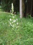 Image of Ornithogalum sphaerocarpum A. Kern.