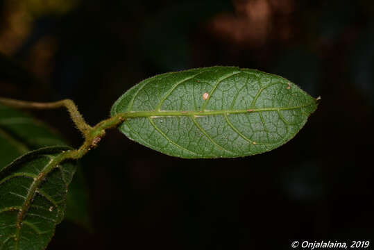 Image of Mendoncia cowanii (S. Moore) R. Benoist