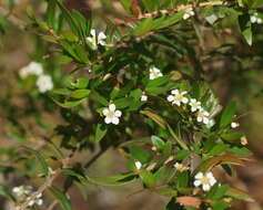 Image de Sannantha pluriflora (F. Müll.) Peter G. Wilson