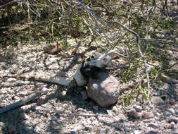 Image of Ctenosaura conspicuosa Dickerson 1919