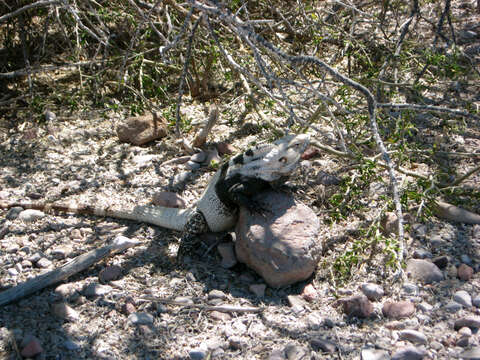 صورة Ctenosaura conspicuosa Dickerson 1919