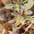 Image of Wahlenbergia albomarginata subsp. olivina J. A. Petterson