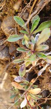 Image of Wahlenbergia albomarginata subsp. olivina J. A. Petterson