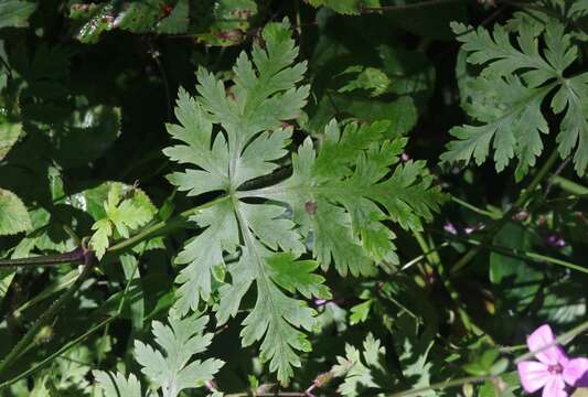 Geranium yeoi Aedo & Muñoz Garm. resmi