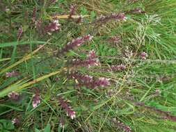 Image of red bartsia