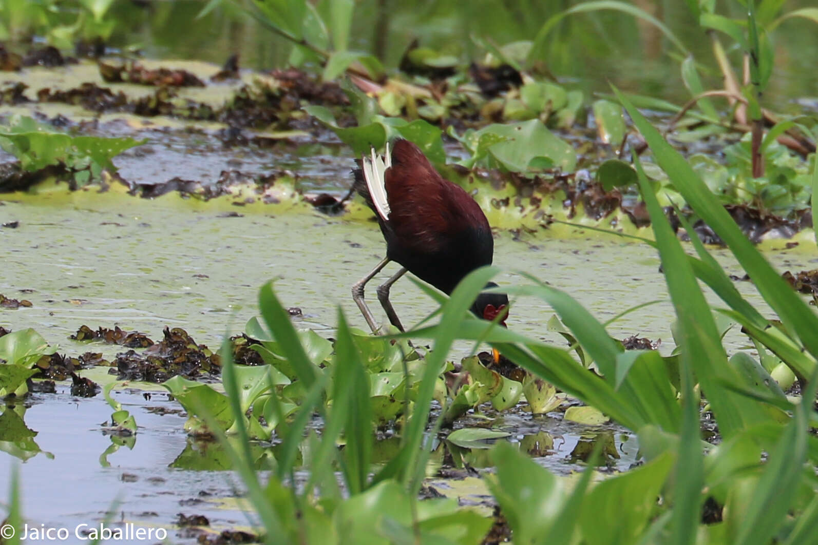 Image of Wattled Jacana