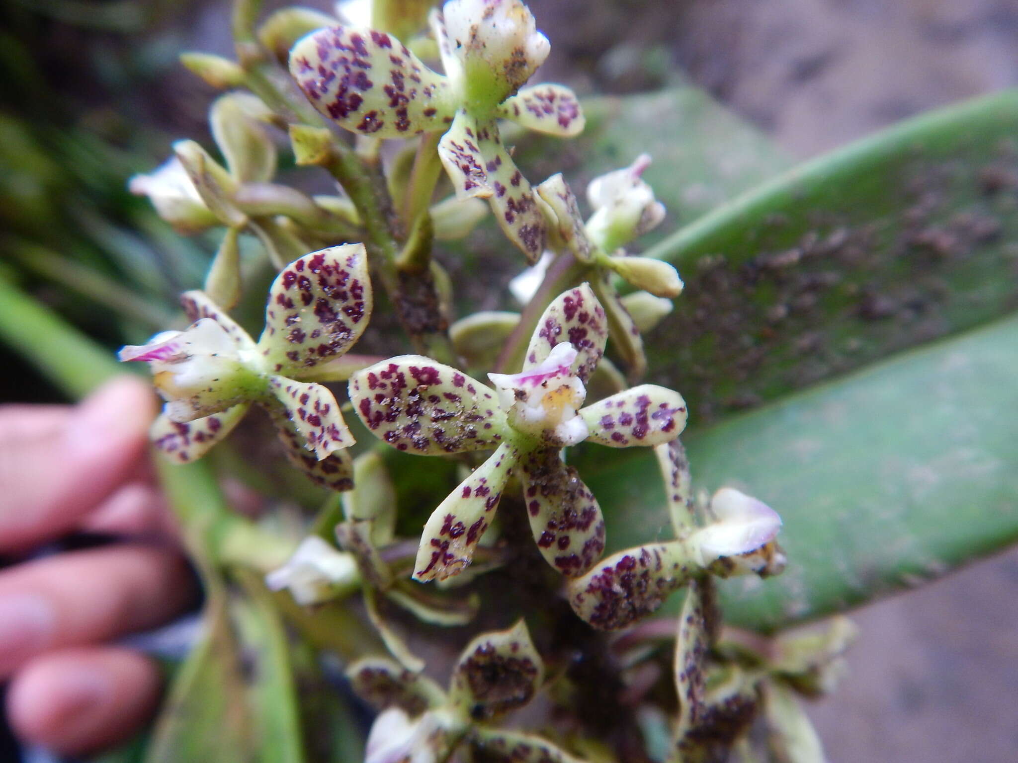 Image of Prosthechea crassilabia (Poepp. & Endl.) Carnevali & I. Ramírez