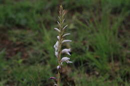 Слика од Gladiolus elliotii Baker