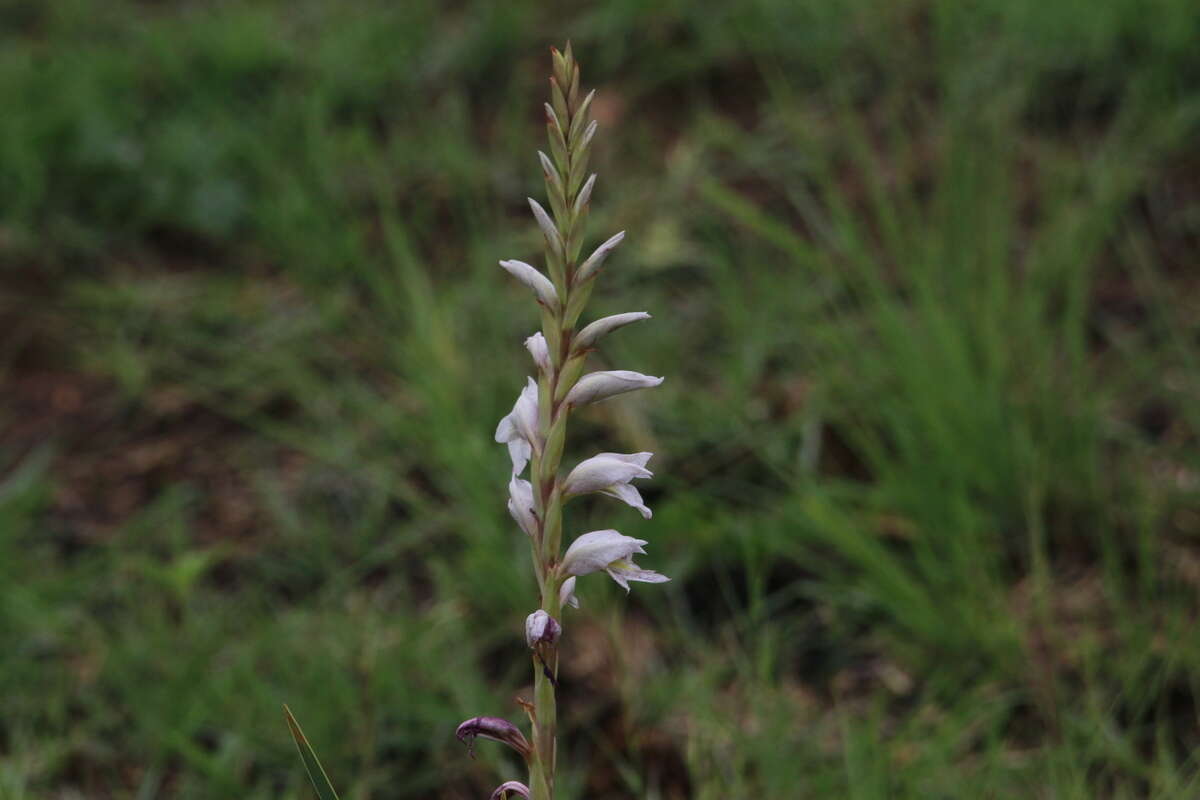 Слика од Gladiolus elliotii Baker