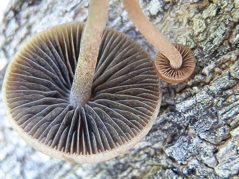 Panaeolus subbalteatus (Berk. & Broome) Sacc. 1887 resmi