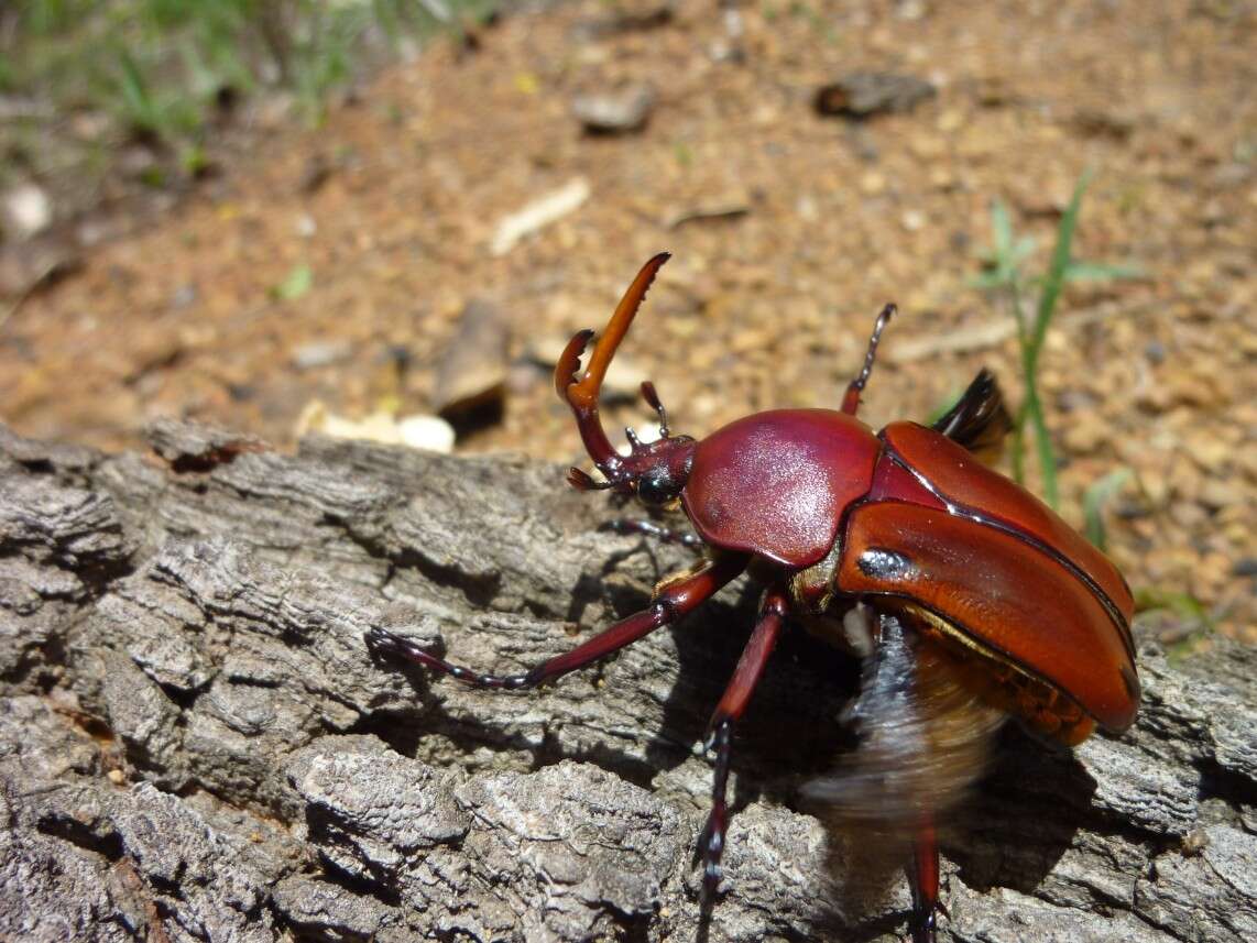 Image of Flamboyant flower beetle