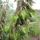 Image of Melianthus villosus Bolus