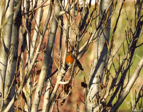 Image of Erithacus rubecula rubecula (Linnaeus 1758)