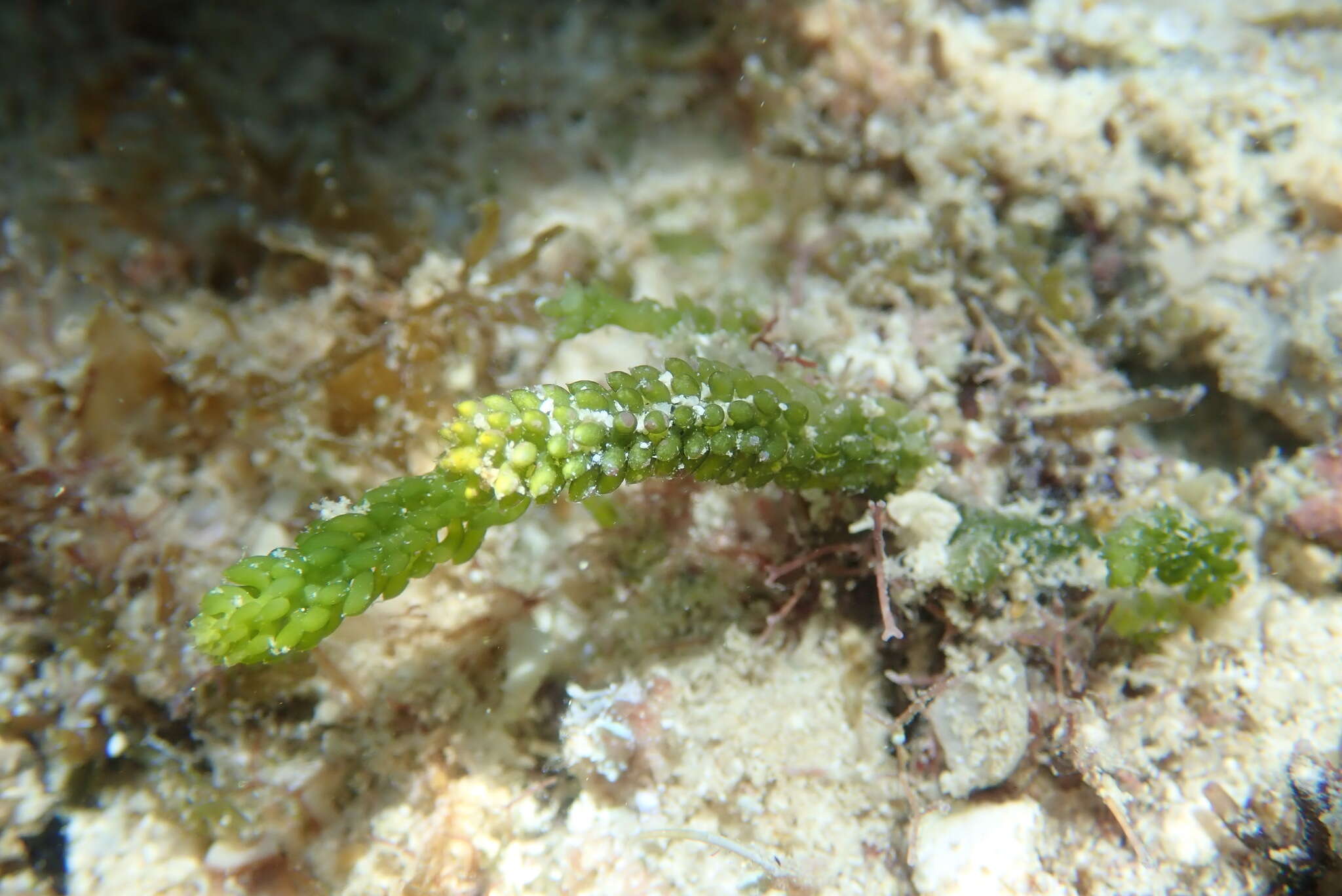 Image of Caulerpa cupressoides