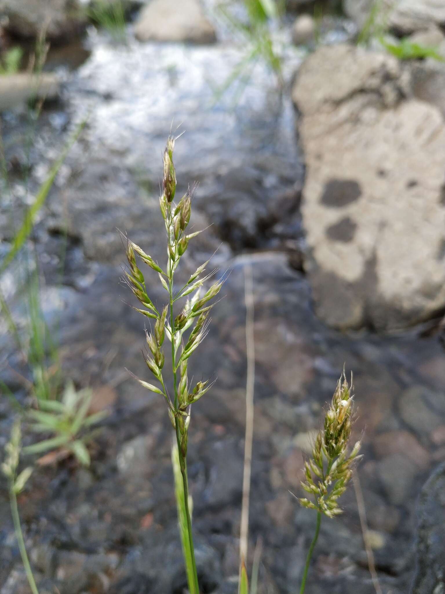 Imagem de Trisetum subalpestre (Hartm.) Neuman