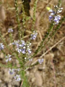 Image de Anarrhinum bellidifolium (L.) Willd.