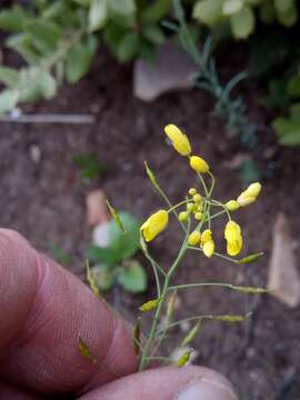 صورة Brassica souliei (Batt.) Batt.