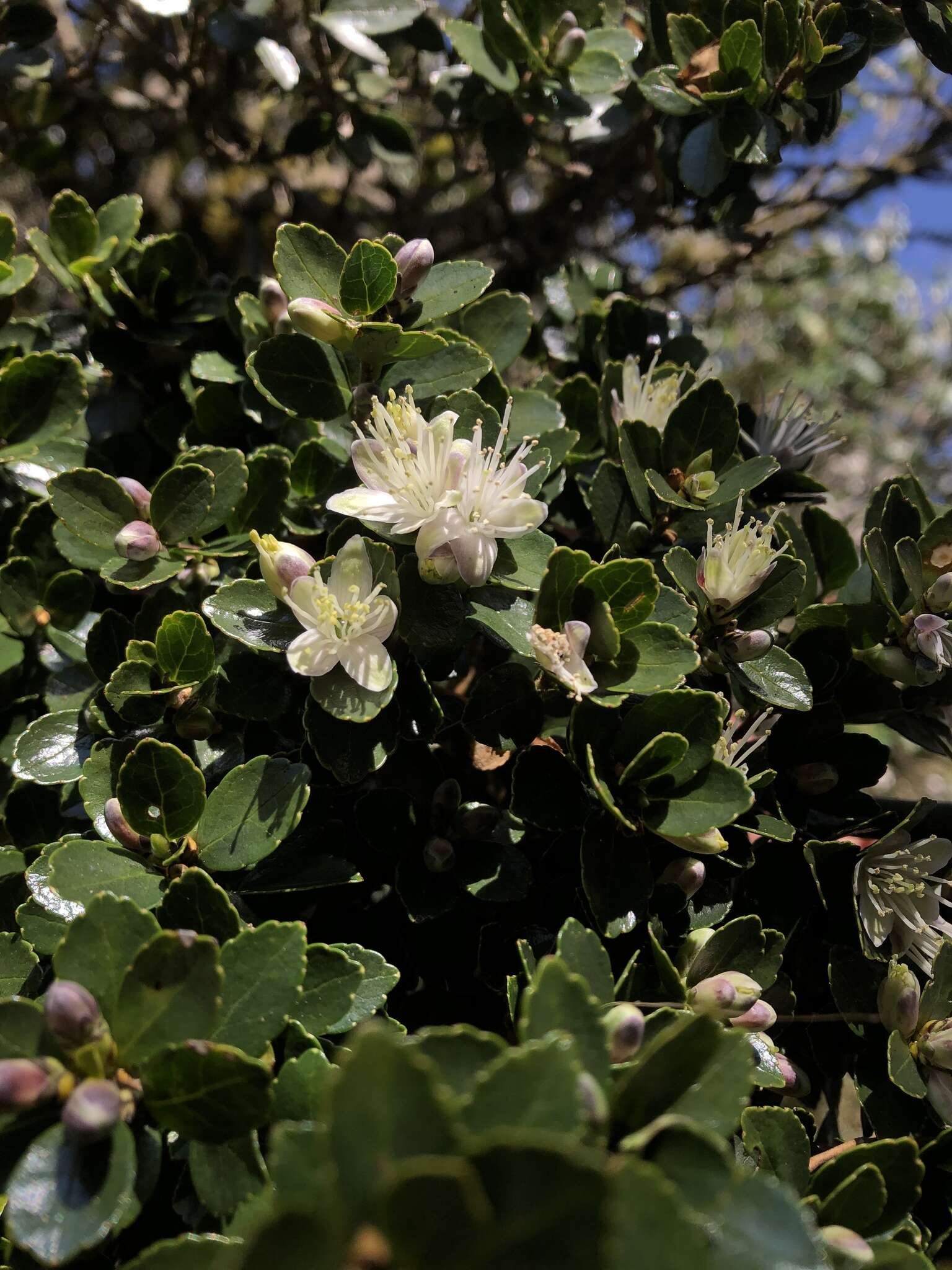 Image of Symplocos nokoensis (Hayata) Kaneh.