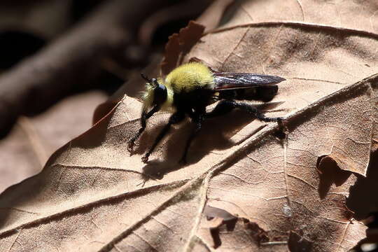 Image of Laphria virginica (Banks 1917)