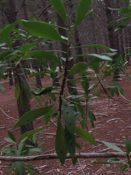 Image of Myoporum tenuifolium G. Forster