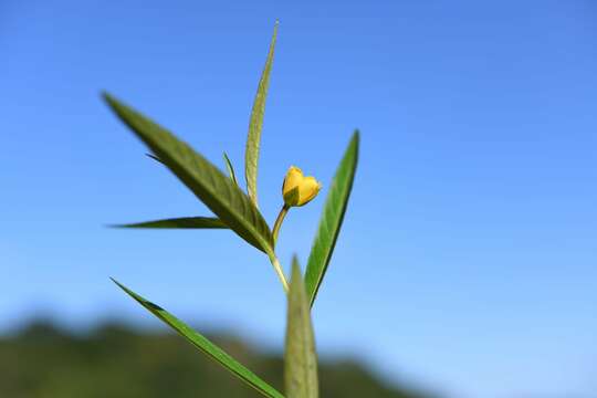 Image de Ludwigia octovalvis subsp. octovalvis