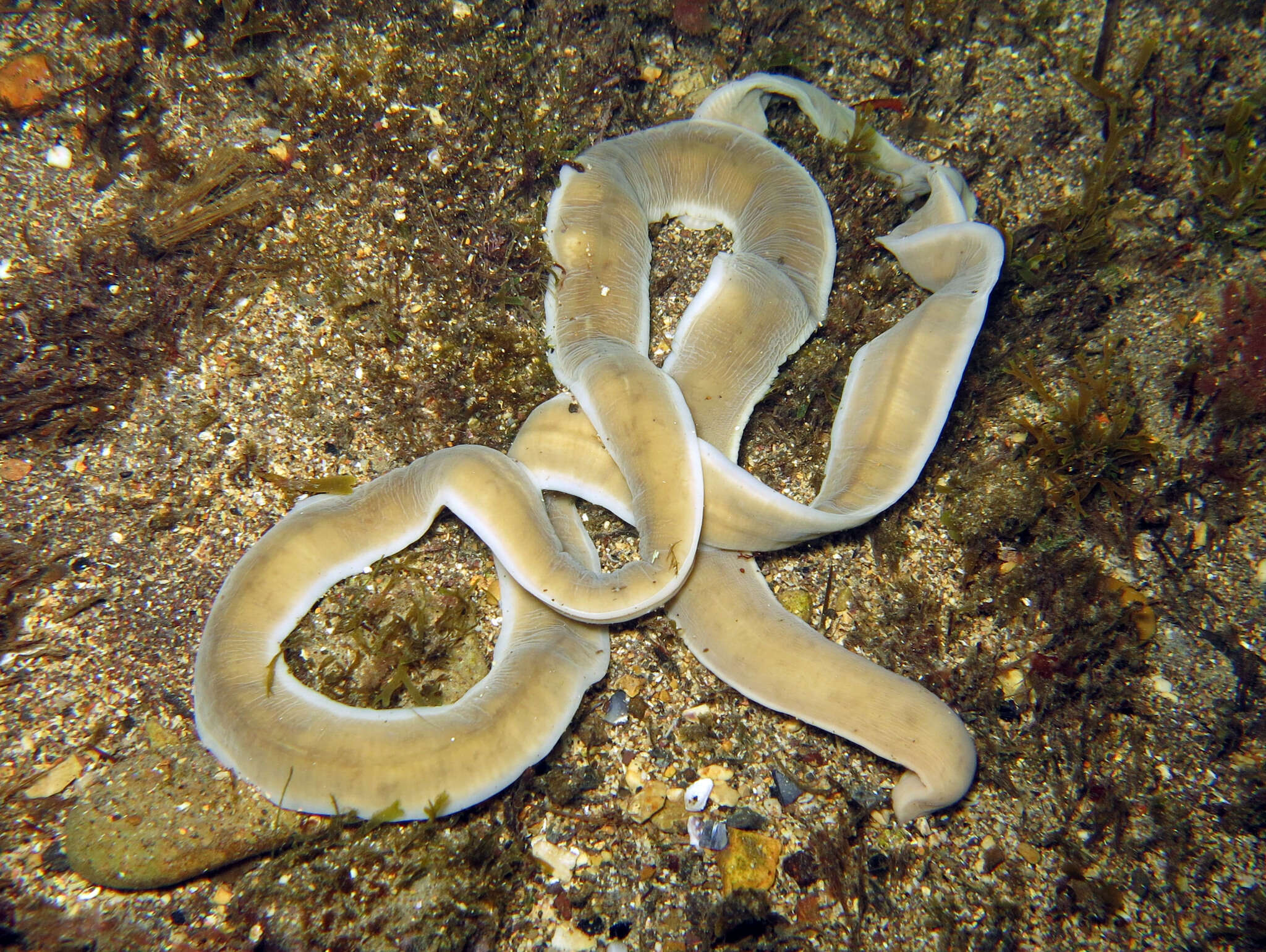 Image of black ribbon worm