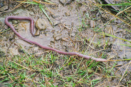 Image of Microchaetus stuckenbergi Plisko 1991