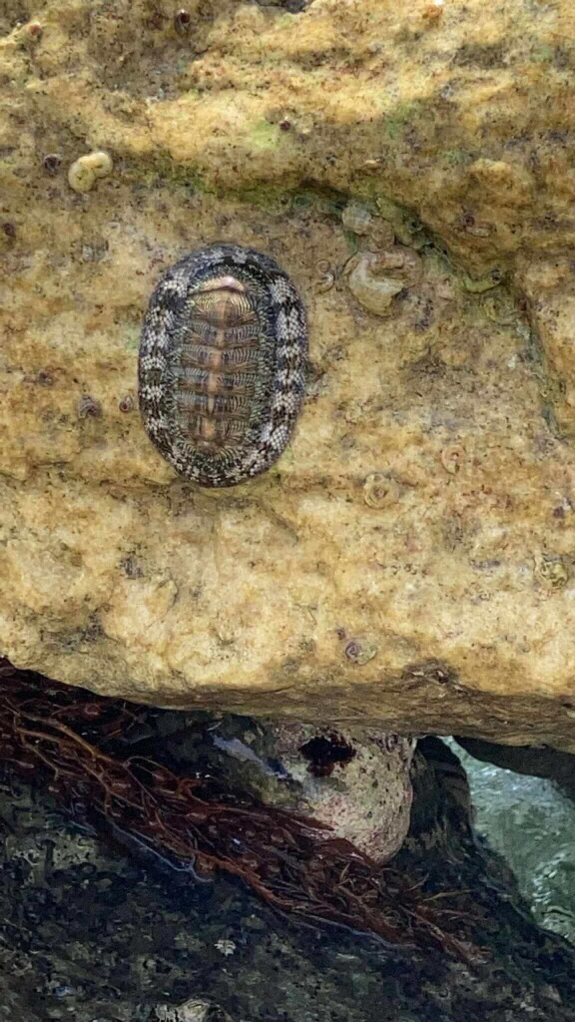 Image of West Indian green chiton