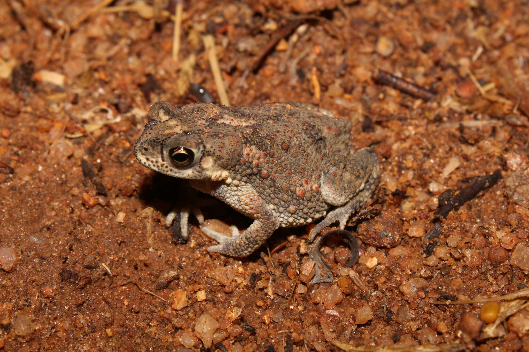 Слика од Duttaphrynus scaber (Schneider 1799)