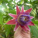 Image of Passiflora venusta R. Vásquez & M. Delanoy
