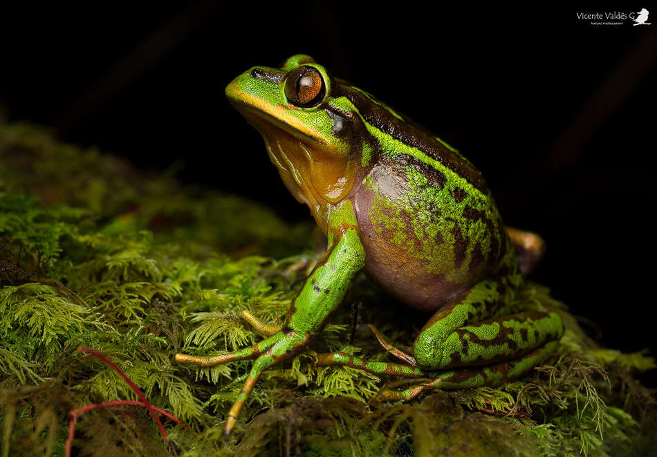 Image of Emerald Forest Frog