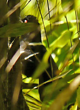 Image of White-shouldered Fire-eye