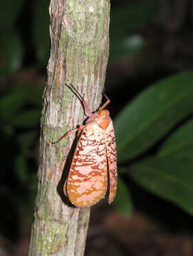 Image of Aphaena (Aphaena) discolor Guérin-Méneville 1834