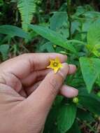 Image of Lysimachia laxa Baudo