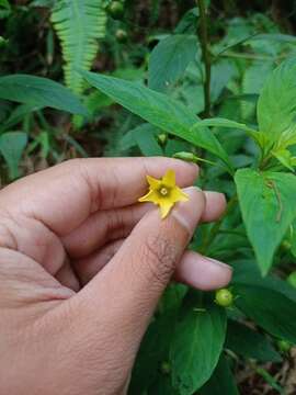 Lysimachia laxa Baudo resmi