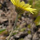 Sivun Leucanthemopsis pallida subsp. pallida kuva