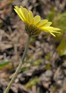 صورة Leucanthemopsis pallida subsp. pallida