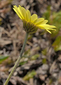 صورة Leucanthemopsis pallida subsp. pallida