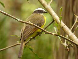 Image of Rusty-margined Flycatcher