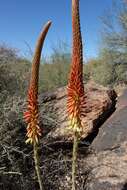 Image of Aloe gariepensis Pillans