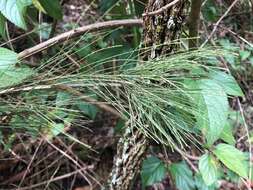 Image of forest-oak